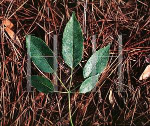 Picture of Tabebuia heterophylla 