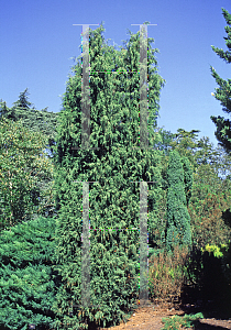 Picture of Juniperus semiglobosa 
