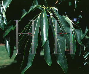 Picture of Lindera megaphylla 
