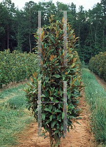 Picture of Magnolia grandiflora 'Alta'