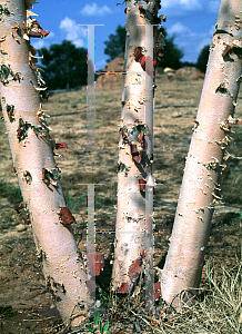 Picture of Betula nigra 'BNMTF (Dura-Heat)'