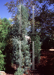 Picture of Cupressus gigantea 