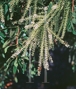 Picture of Cyrilla racemiflora 