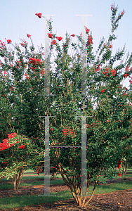 Picture of Lagerstroemia indica 'Regal Red'