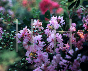 Picture of Lagerstroemia indica 'Bayou Marie'