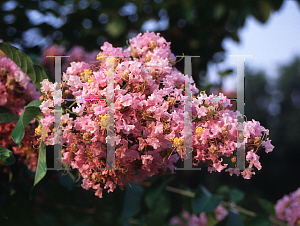Picture of Lagerstroemia x 'Muskogee'