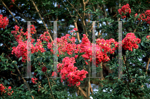 Picture of Lagerstroemia x 'Tuskegee'