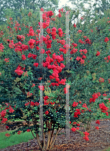 Picture of Lagerstroemia x 'Tonto'