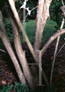 Picture of Lagerstroemia indica 'Near East'