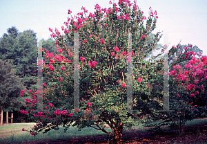 Picture of Lagerstroemia indica 'Royalty'
