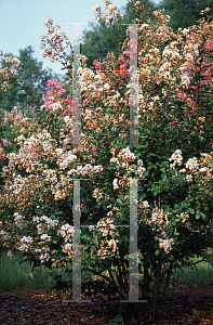 Picture of Lagerstroemia x 'Snow Baby'
