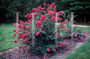 Picture of Lagerstroemia indica 'Velma's Royal Delight'