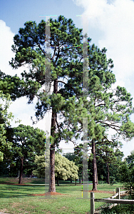 Picture of Pinus elliottii var. densa 