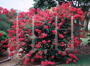 Picture of Lagerstroemia x 'Tonto'