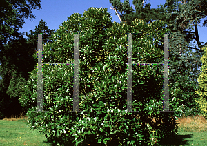 Picture of Lithocarpus edulis 