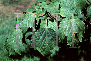 Picture of Acer pectinatum 