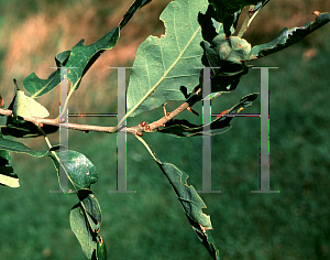 Picture of Quercus infectoria ssp. veneris 