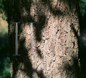 Picture of Quercus infectoria ssp. veneris 