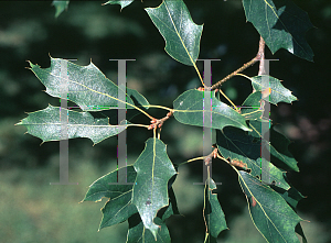 Picture of Quercus gravesii 