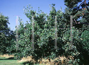 Picture of Quercus arexene 