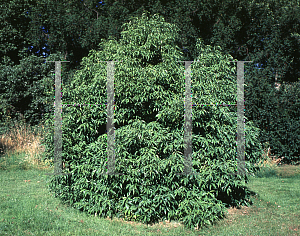 Picture of Quercus myrsinifolia 