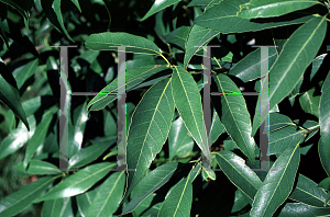 Picture of Quercus myrsinifolia 