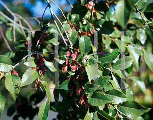 Picture of Ulmus parvifolia 'Dynasty'
