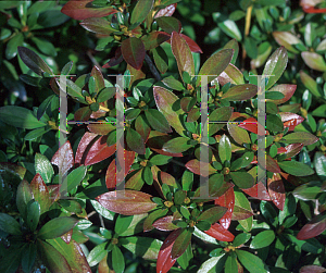 Picture of Rhododendron (subgenus Azalea) 'Herbert'