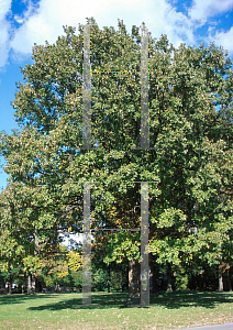 Picture of Quercus bicolor 
