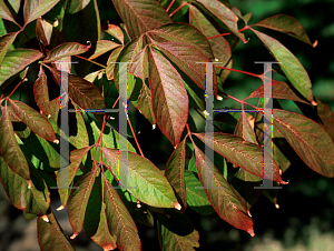 Picture of Acer cissifolium ssp. henryi 