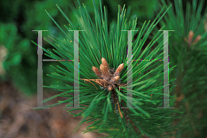 Picture of Pinus resinosa 'Don Smith'