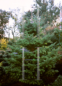 Picture of Abies homolepis 