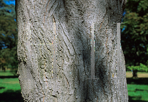 Picture of Acer cappadocicum 