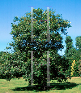 Picture of Quercus gravesii 