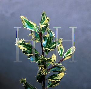 Picture of Ilex aquifolium 'Ferox Argentea'