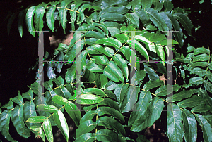 Picture of Pterocarya fraxinifolia 