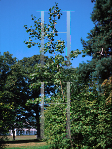 Picture of Acer mono ssp. okamotoanum 