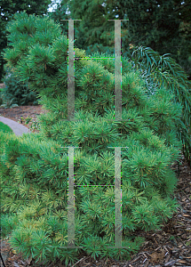 Picture of Pinus strobus 'Macopin'