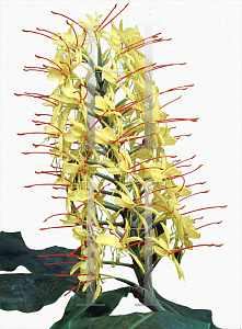 Picture of Hedychium gardnerianum 