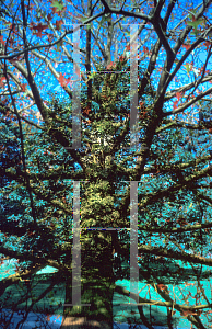 Picture of Quercus palustris 