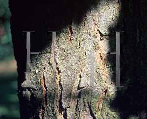 Picture of Quercus macranthera 