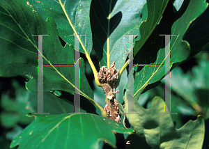 Picture of Quercus macranthera 