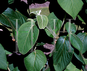 Picture of Viburnum cordifolium 