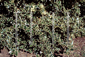 Picture of Ilex aquifolium 'Argentea Marginata'