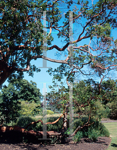 Picture of Arbutus x andrachnoides 