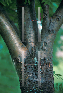 Picture of Sorbus aucuparia 