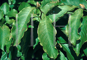 Picture of Magnolia kobus 