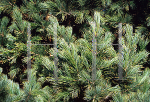 Picture of Pinus cembra 