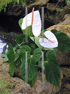 Picture of Anthurium andraeanum 