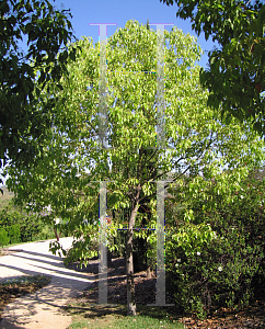 Picture of Cinnamomum camphora 